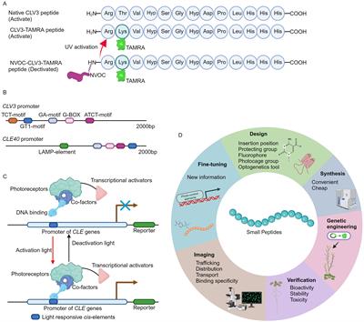 A novel toolbox to record CLE peptide signaling